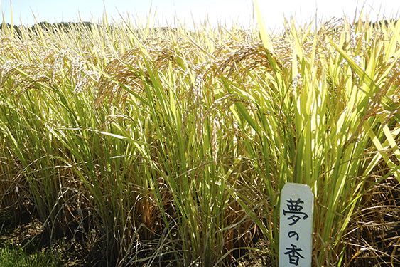 福島オリジナルの酒造適合米「夢の香」