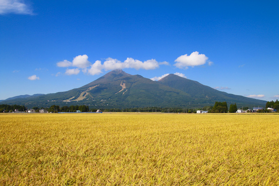 Mount Bandai and ears of rice