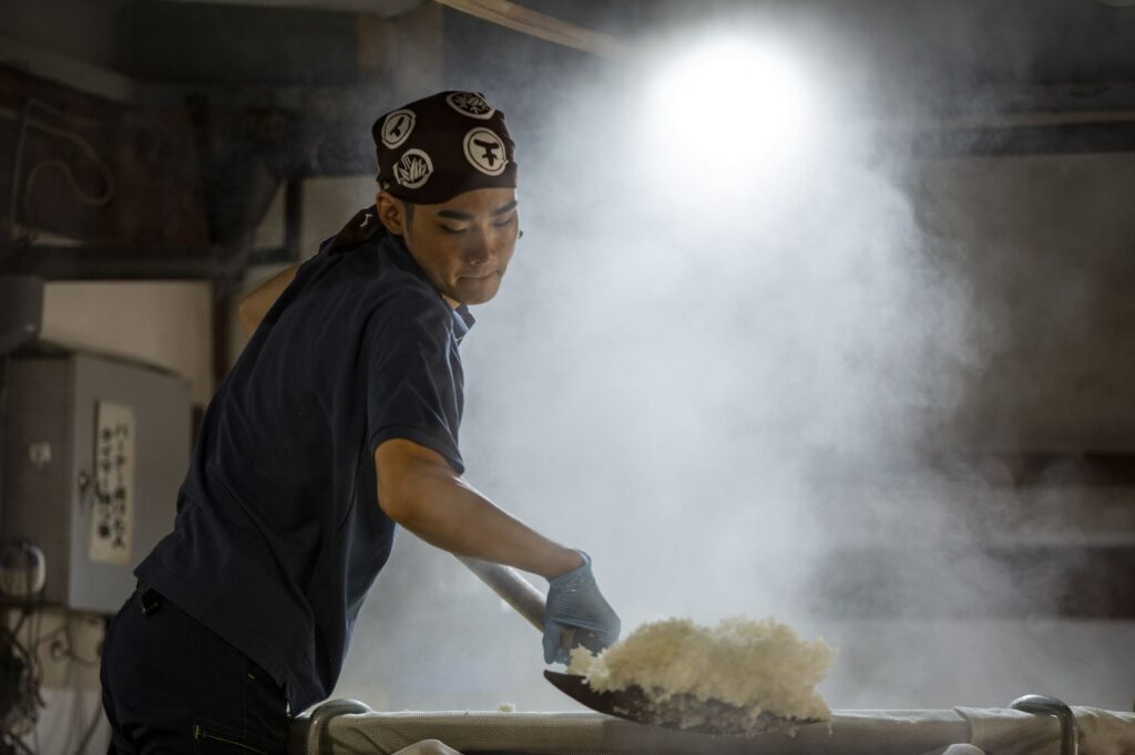 The steamed rice is dug out with a special scoop and moved to a cooling machine. Afterwards, the koji-mai (rice for koji) is wrapped in cloth, shouldered by the kurabito (brewery workers), and carried swiftly up to the koji-muro (koji room) on the second floor. The kakemai (rice for the main mash) goes to the moromi tanks.